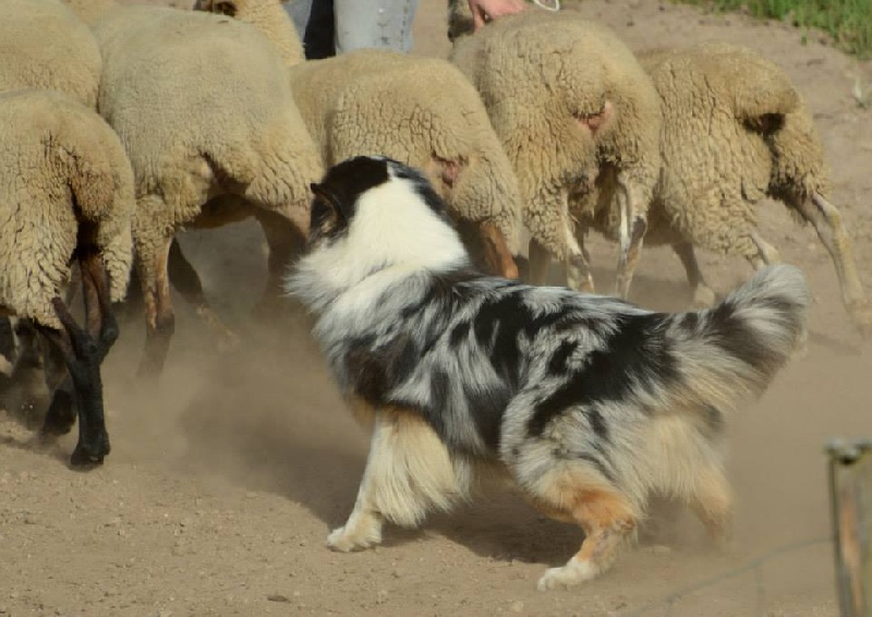 Goliath blue eyes Du Domaine De La Verdurette