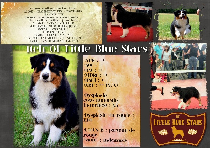 CH. Itch Of Little Blue Stars