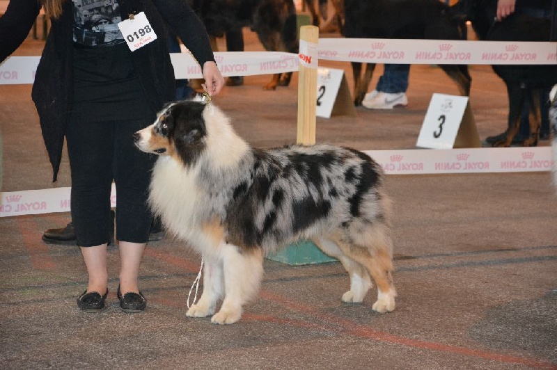 Goliath blue eyes Du Domaine De La Verdurette