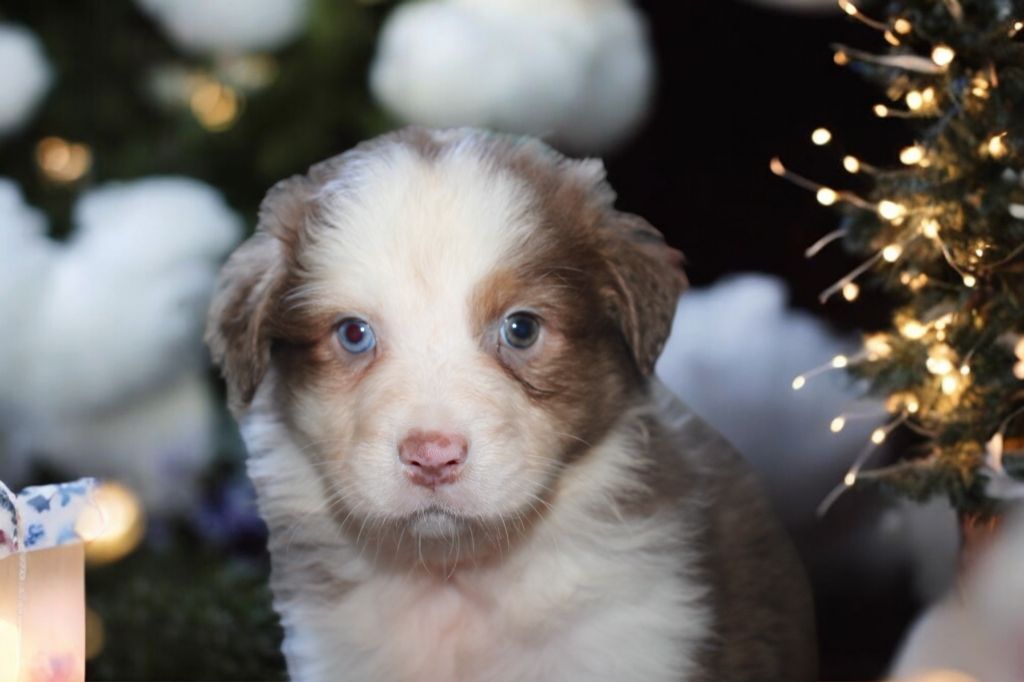 Of Little Blue Stars - Chiot disponible  - Berger Australien