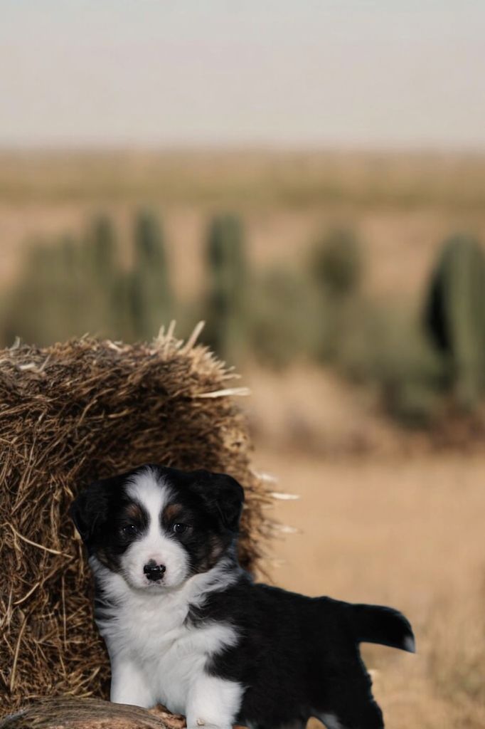 Of Little Blue Stars - Chiot disponible  - Berger Australien