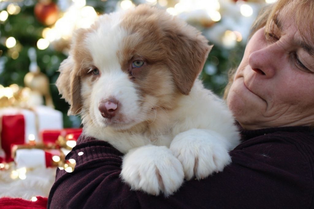 Of Little Blue Stars - Chiot disponible  - Berger Australien