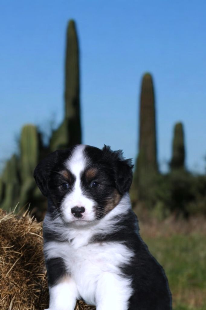 Of Little Blue Stars - Chiot disponible  - Berger Australien