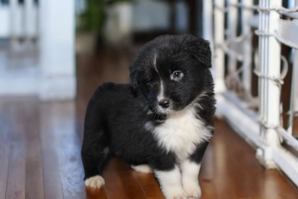 Of Little Blue Stars - Chiot disponible  - Berger Australien