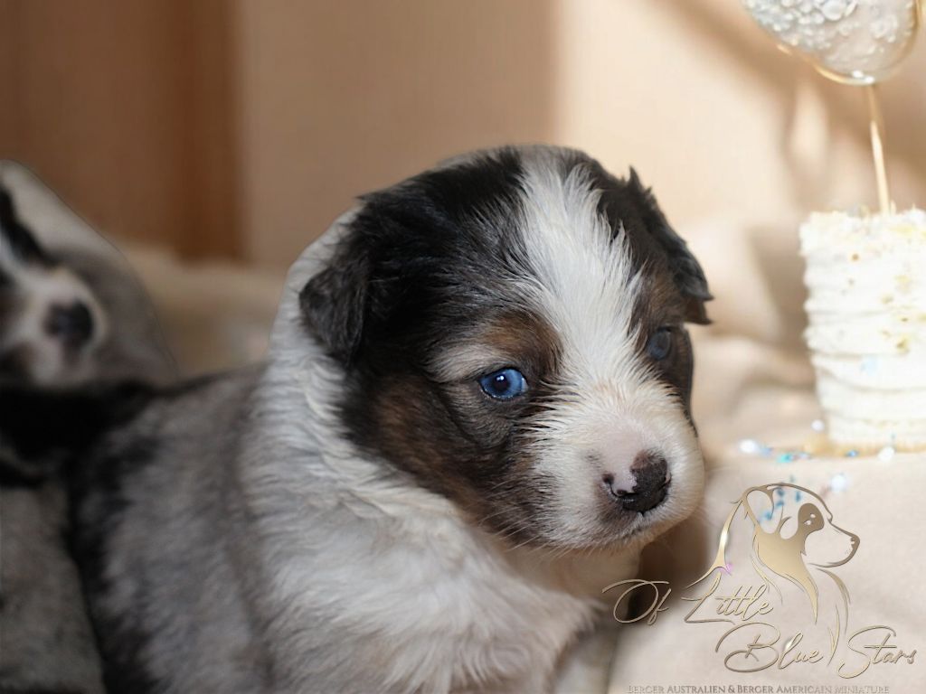 Of Little Blue Stars - Chiot disponible  - Berger Américain Miniature 