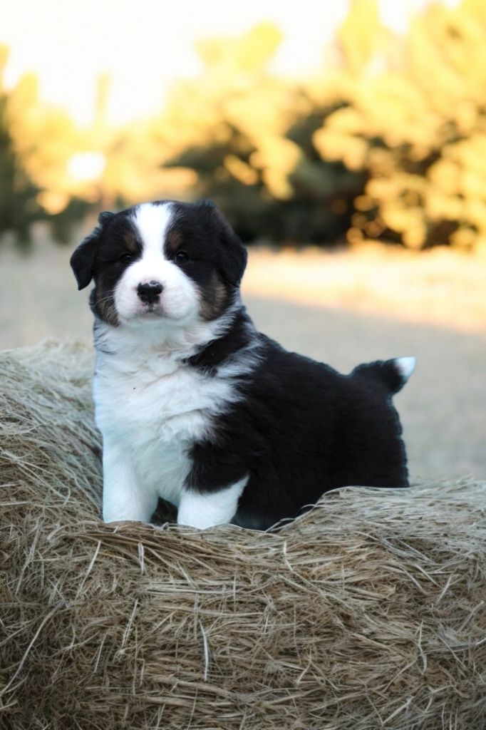 Of Little Blue Stars - Chiot disponible  - Berger Australien