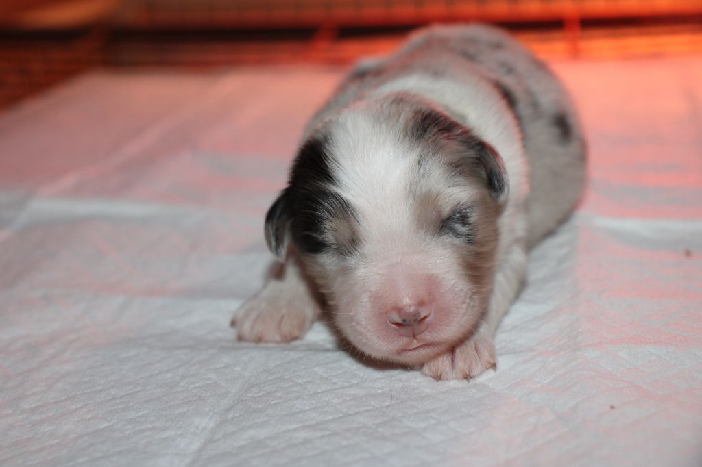 Of Little Blue Stars - Chiot disponible  - Berger Australien