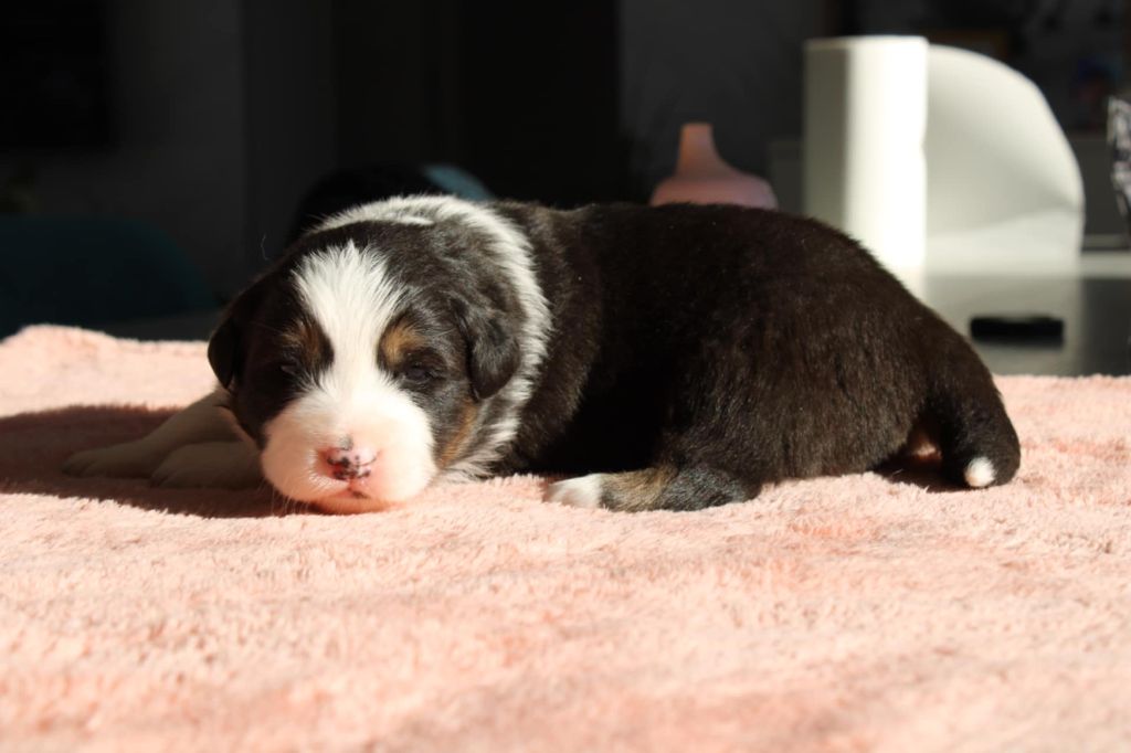 Of Little Blue Stars - Chiot disponible  - Berger Australien