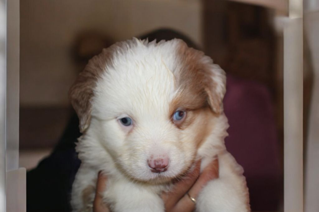 Of Little Blue Stars - Chiot disponible  - Berger Australien