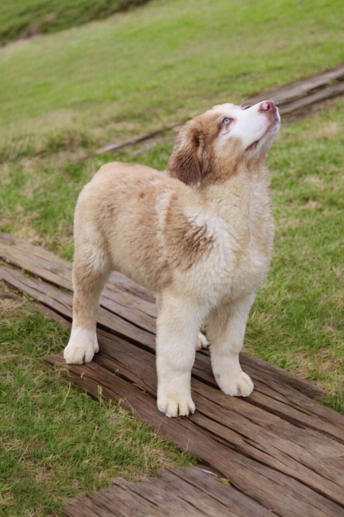 Of Little Blue Stars - Chiot disponible  - Berger Australien