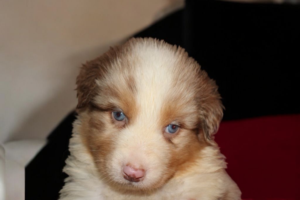 Of Little Blue Stars - Chiot disponible  - Berger Australien