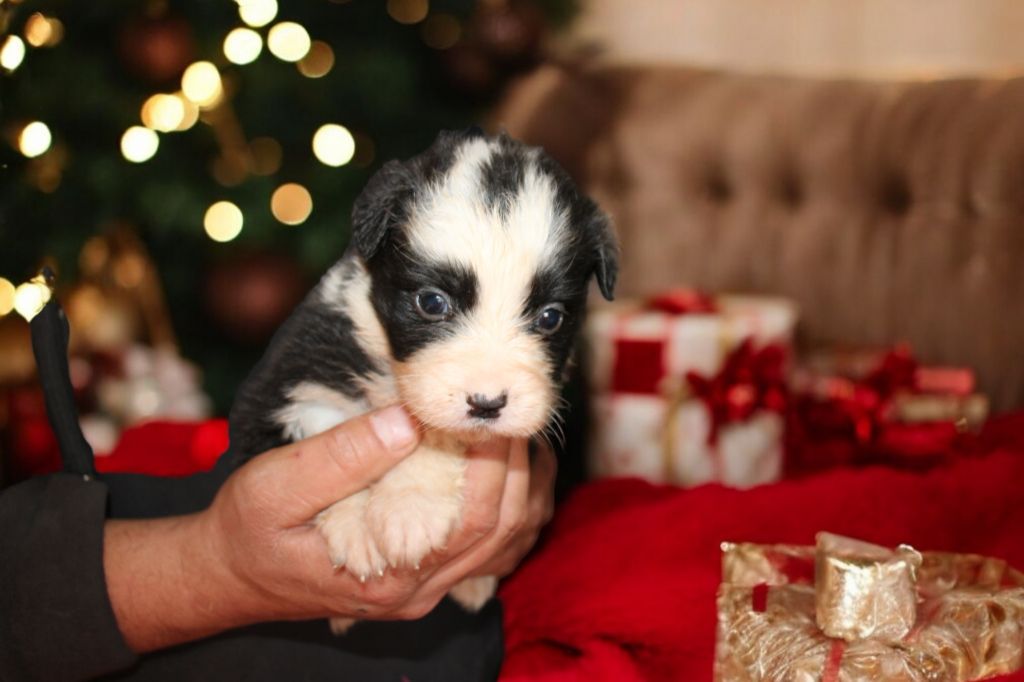 Of Little Blue Stars - Chiot disponible  - Berger Australien