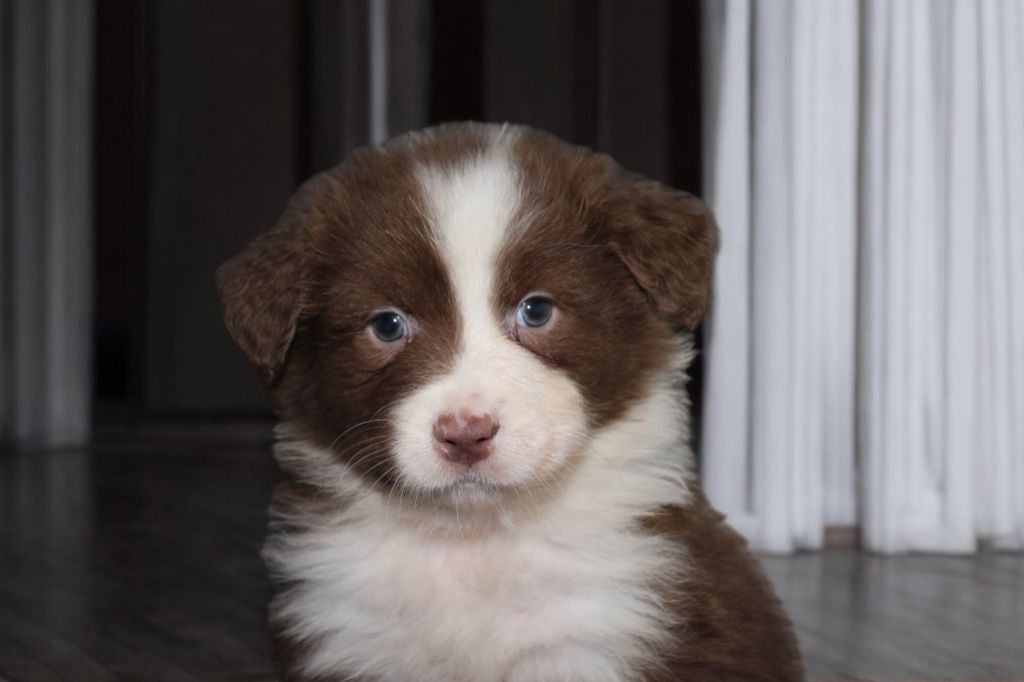 Of Little Blue Stars - Chiot disponible  - Berger Australien