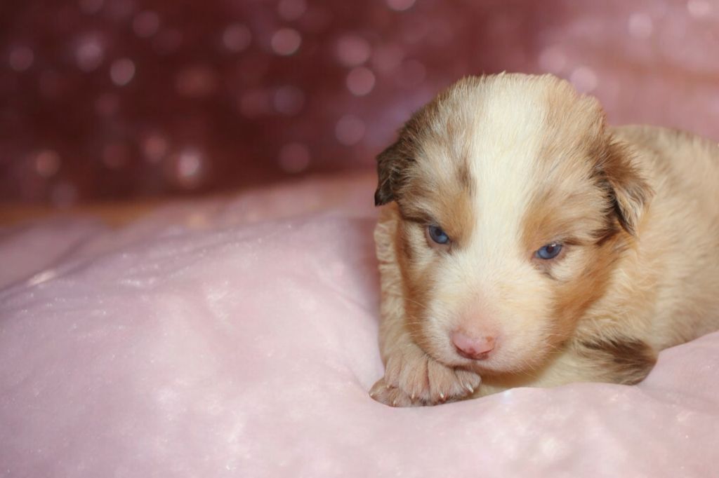 Of Little Blue Stars - Chiot disponible  - Berger Australien