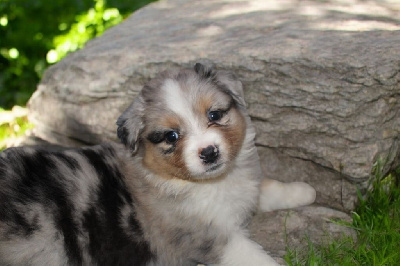 FEMELLE BLEU MERLE