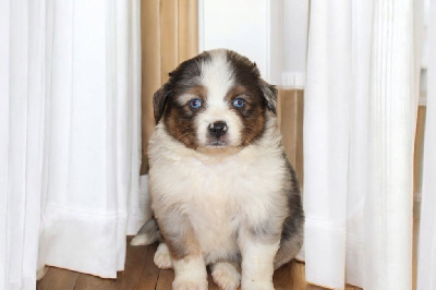 Male.bleu merle 