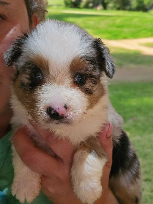 FEMELLE BLEU MERLE 