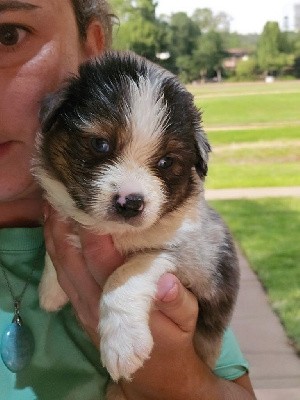 Male.bleu merle 