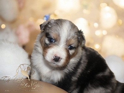 FEMELLE BLEU MERLE