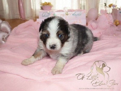 Male.bleu merle 