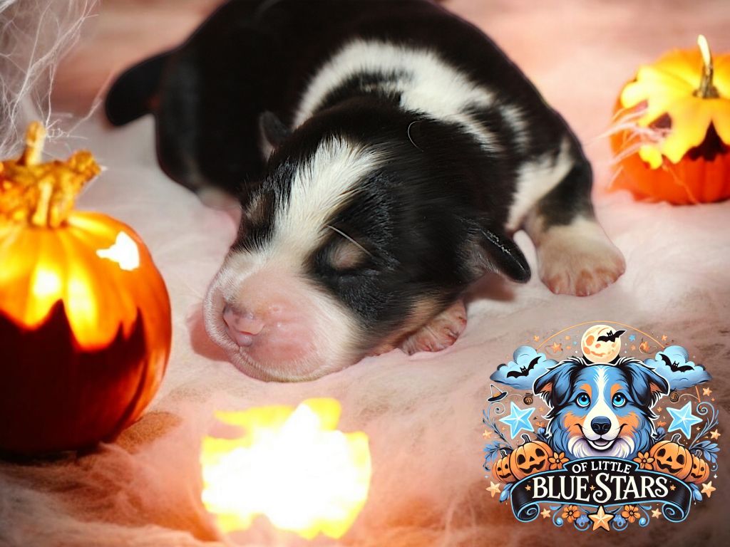 Of Little Blue Stars - Chiot disponible  - Berger Américain Miniature 