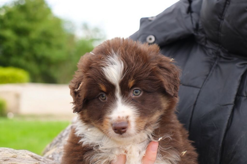 Of Little Blue Stars - Chiot disponible  - Berger Américain Miniature 