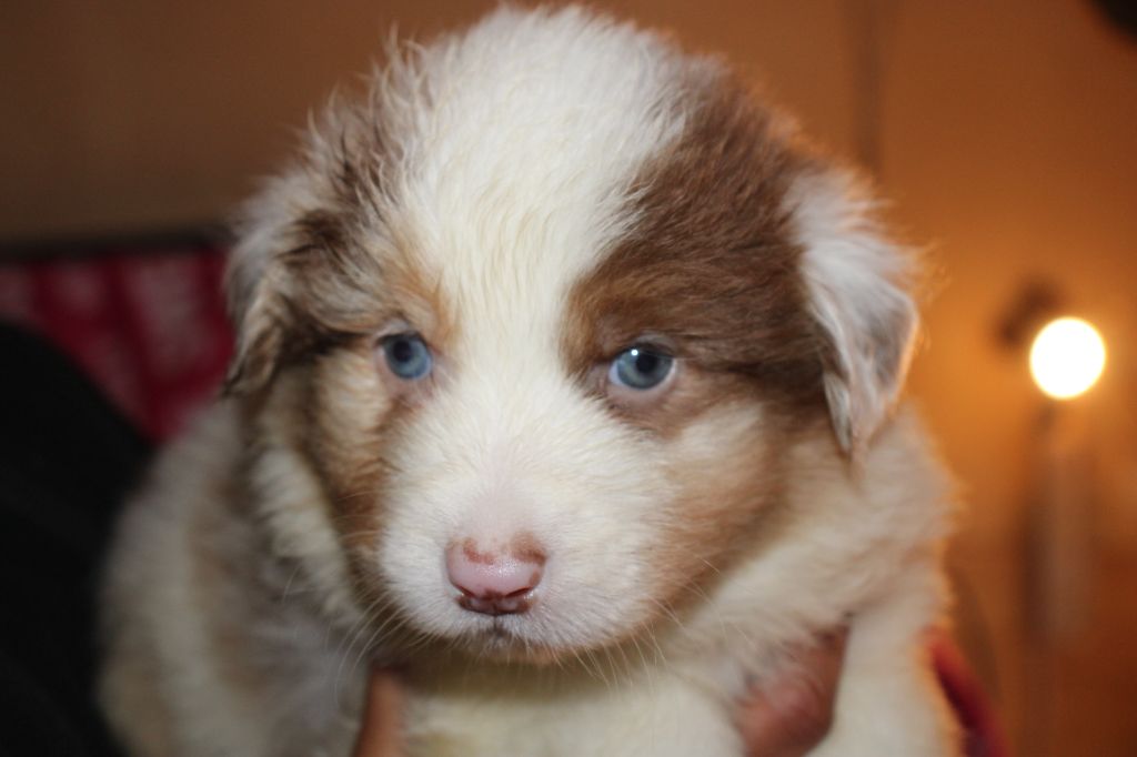 Of Little Blue Stars - Chiot disponible  - Berger Australien