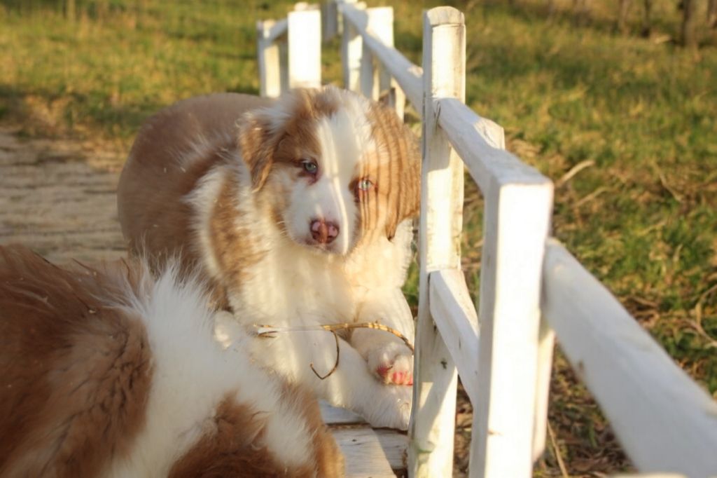 Of Little Blue Stars - Chiot disponible  - Berger Australien