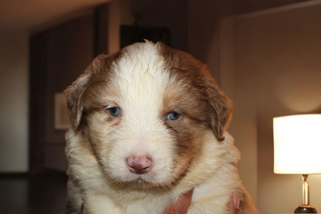 Of Little Blue Stars - Chiot disponible  - Berger Australien