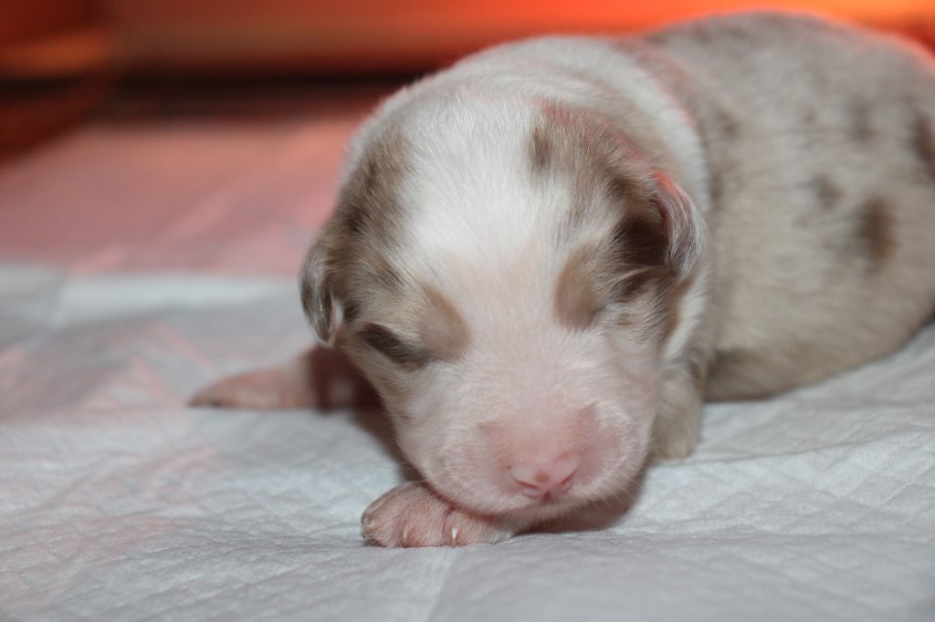 Of Little Blue Stars - Chiot disponible  - Berger Australien