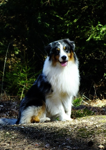 Goliath blue eyes Du Domaine De La Verdurette