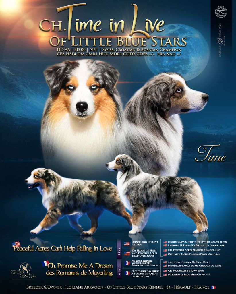 CH. Time-in-live Of Little Blue Stars