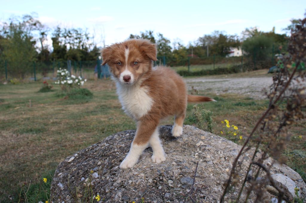Of Little Blue Stars - Chiots disponibles - Berger Australien
