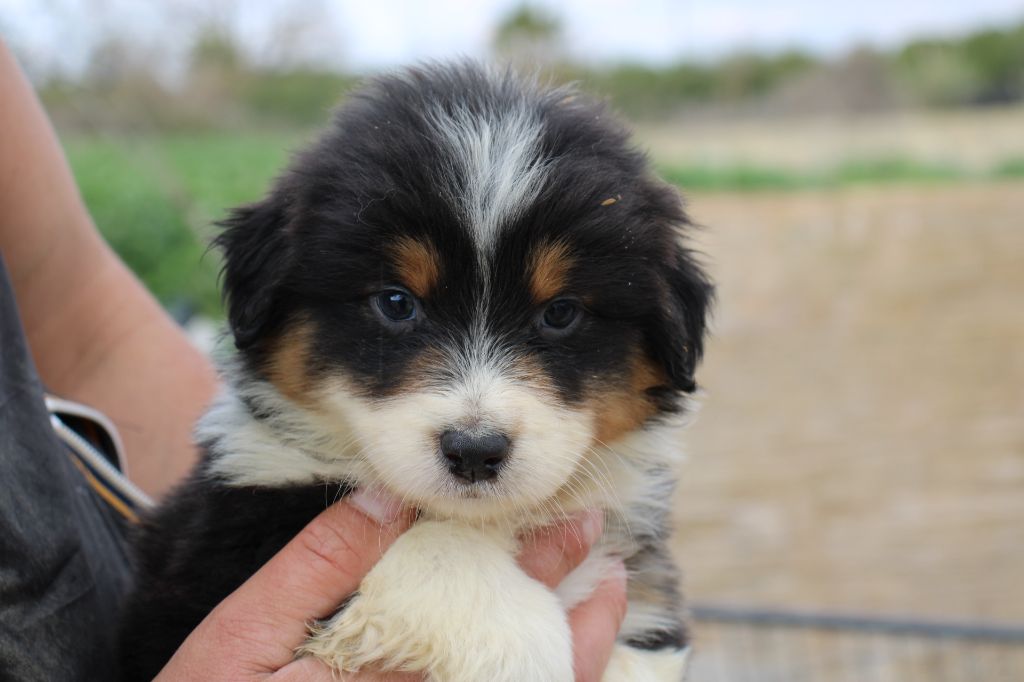 Of Little Blue Stars - Chiots disponibles - Berger Australien