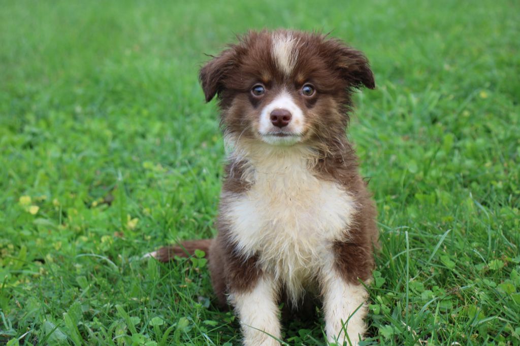 Of Little Blue Stars - Chiots disponibles - Berger Américain Miniature 