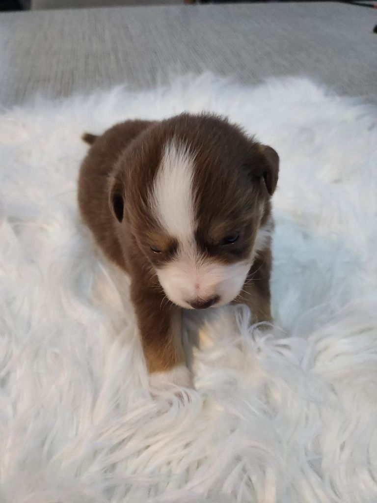 Of Little Blue Stars - Chiots disponibles - Berger Américain Miniature 