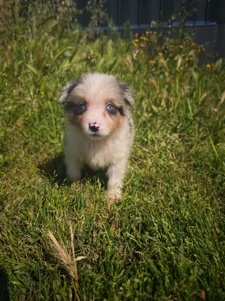 Of Little Blue Stars - Chiots disponibles - Berger Américain Miniature 