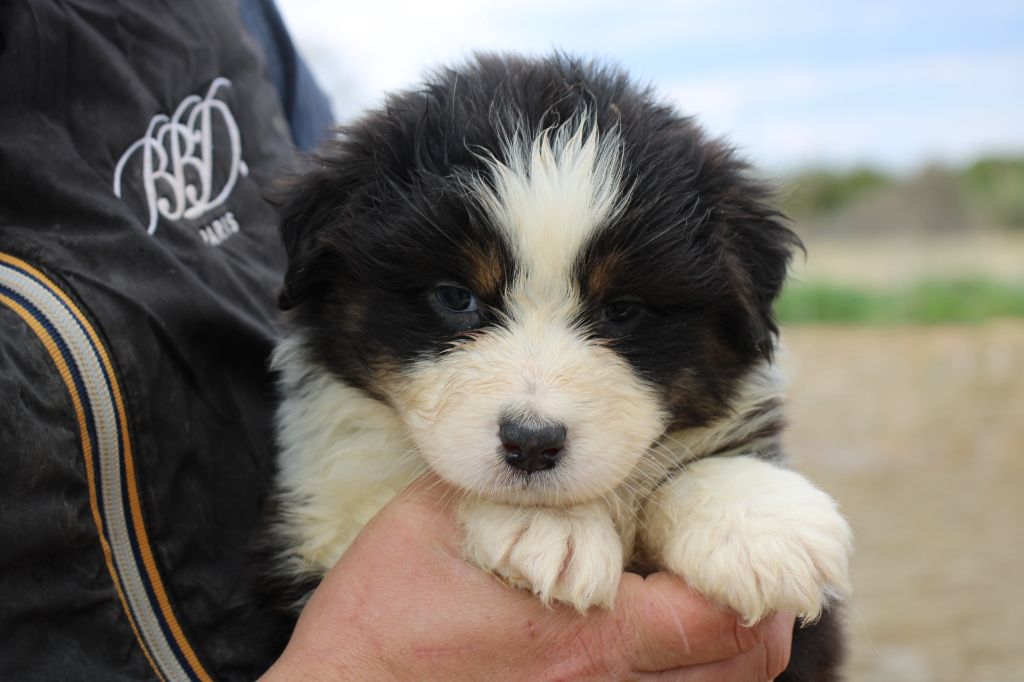 Of Little Blue Stars - Chiots disponibles - Berger Australien