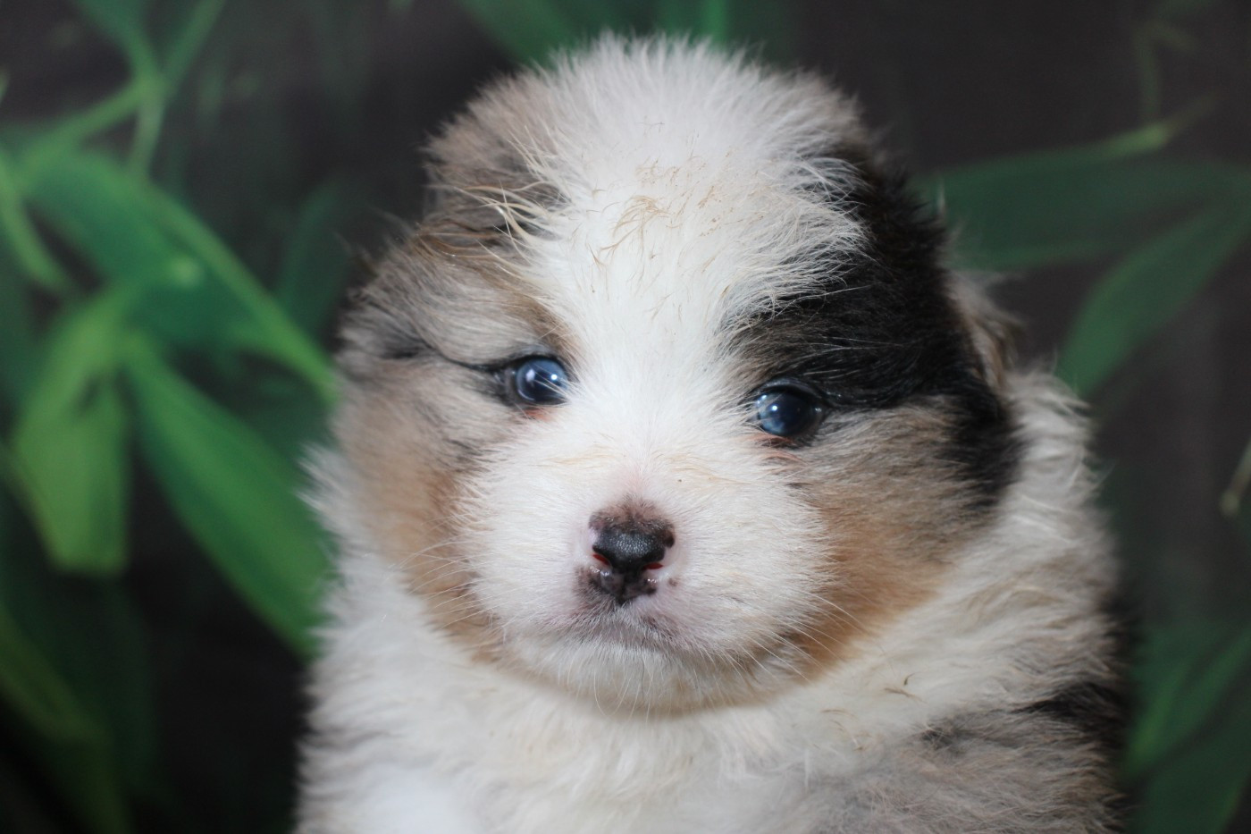 Of Little Blue Stars - Berger Américain Miniature  - Portée née le 27/10/2025