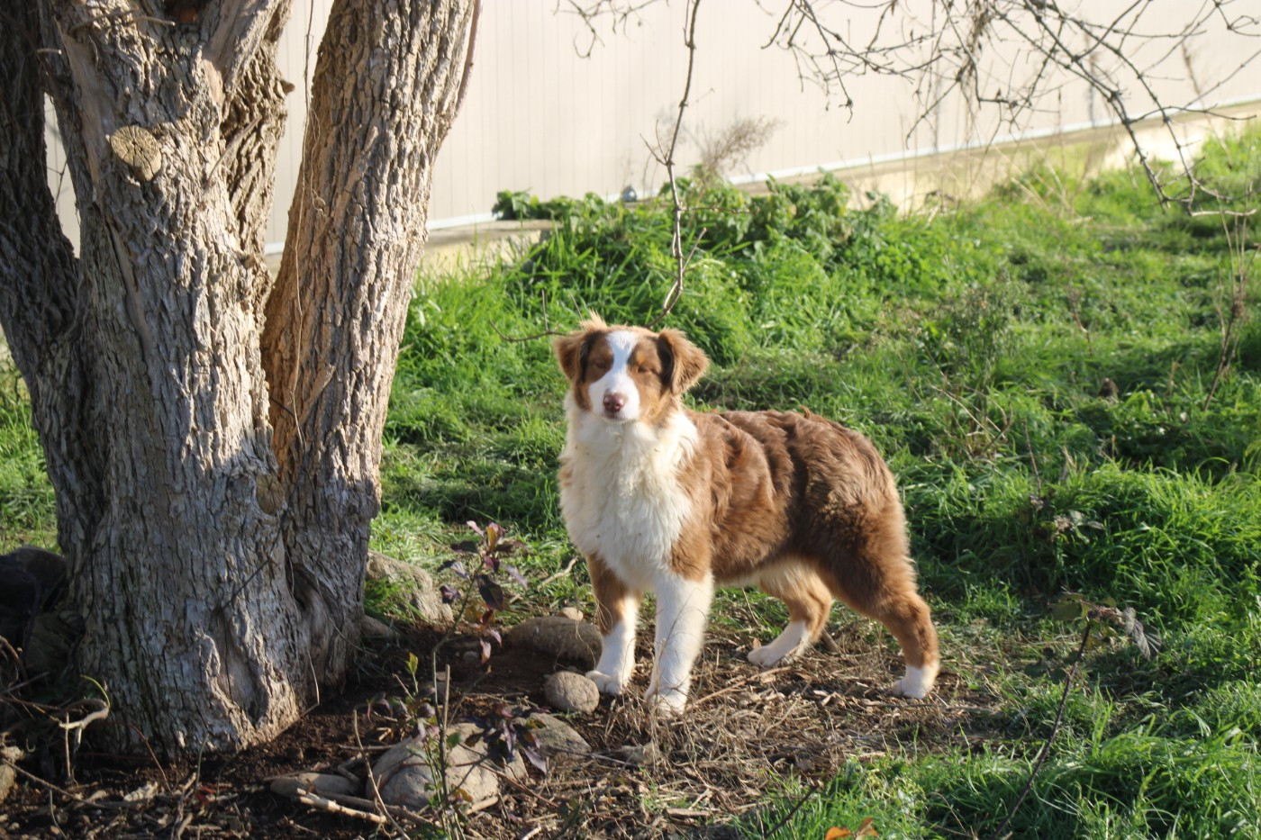 Of Little Blue Stars - Chiots disponibles - Berger Australien