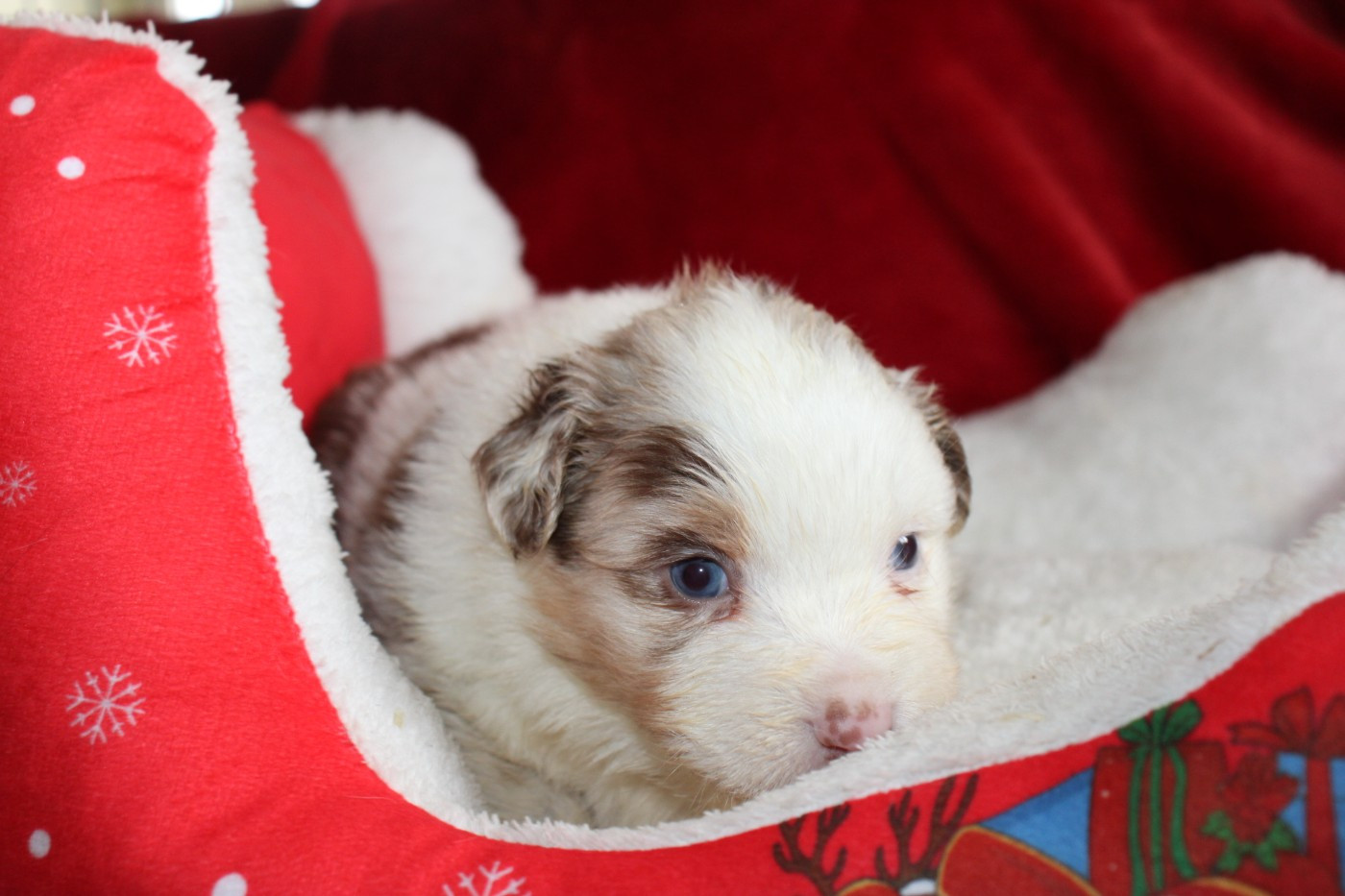 Of Little Blue Stars - Chiots disponibles - Berger Australien