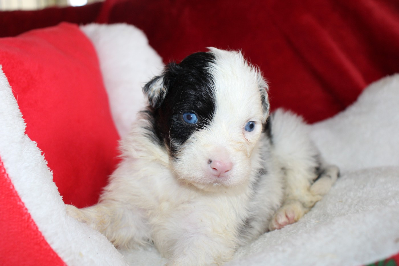 Of Little Blue Stars - Chiots disponibles - Berger Australien