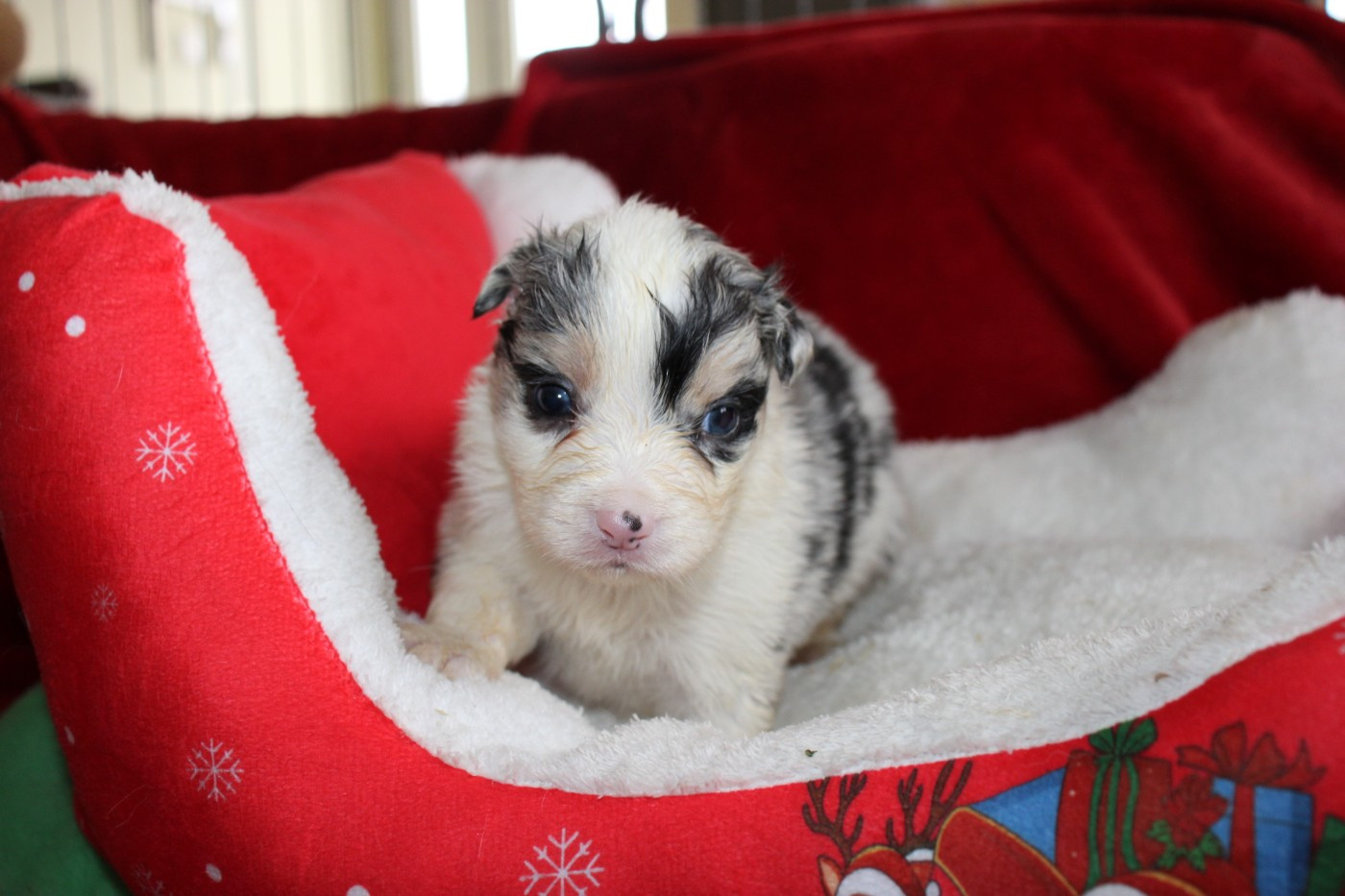 Of Little Blue Stars - Chiots disponibles - Berger Australien