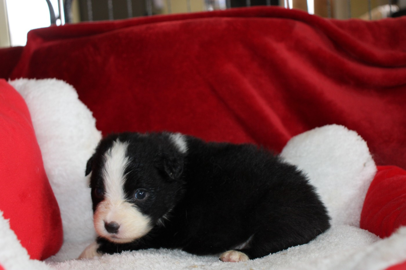 Of Little Blue Stars - Chiots disponibles - Berger Australien