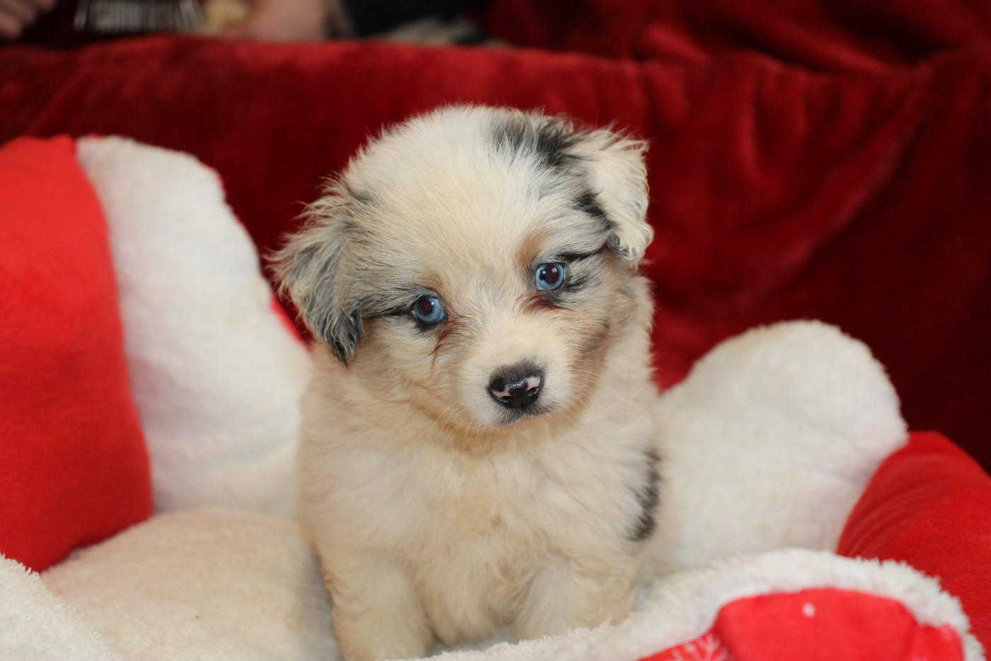 Of Little Blue Stars - Chiots disponibles - Berger Américain Miniature 