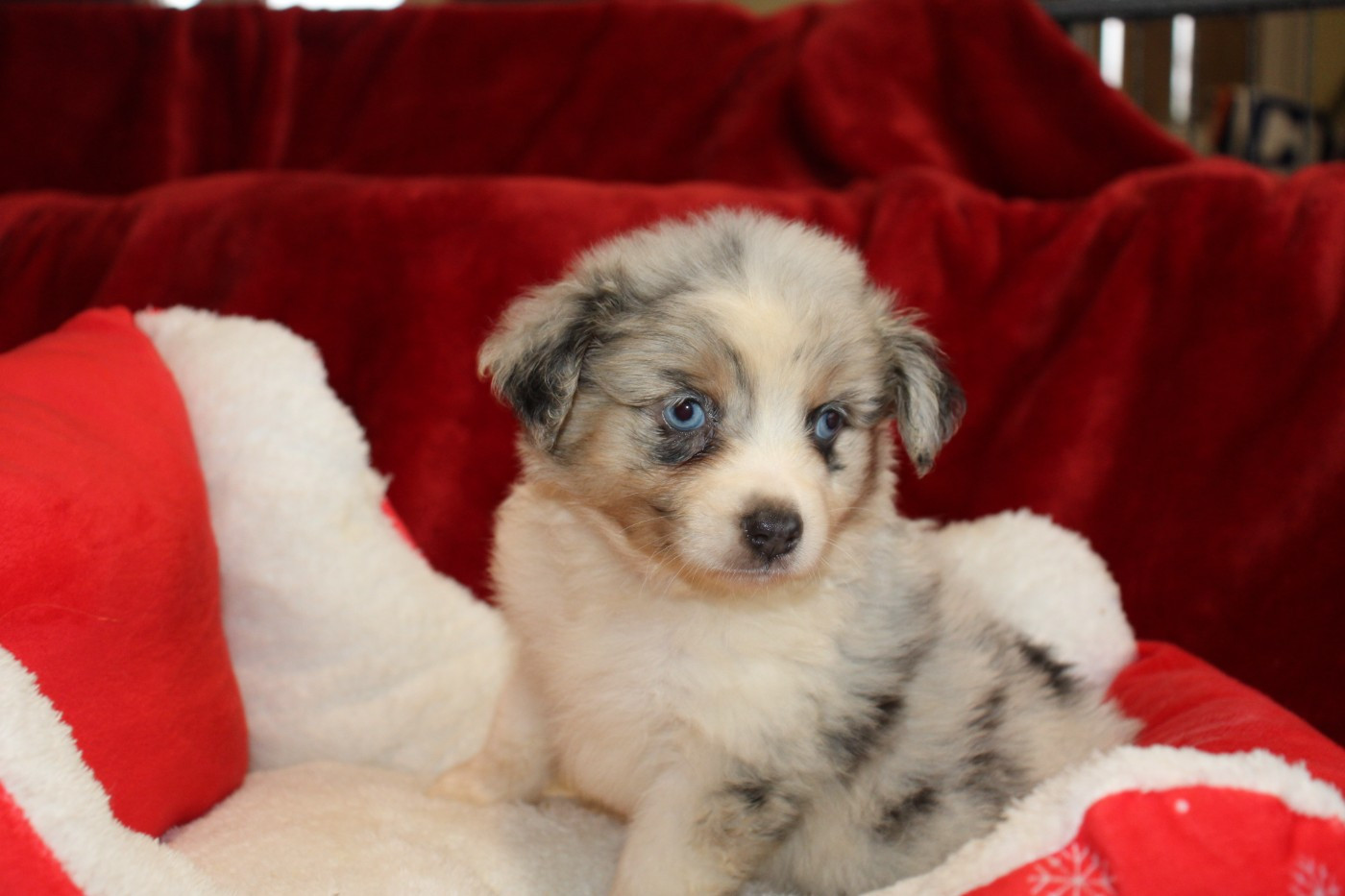 Of Little Blue Stars - Chiots disponibles - Berger Américain Miniature 