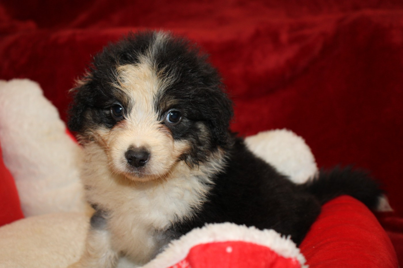 Of Little Blue Stars - Chiots disponibles - Berger Américain Miniature 