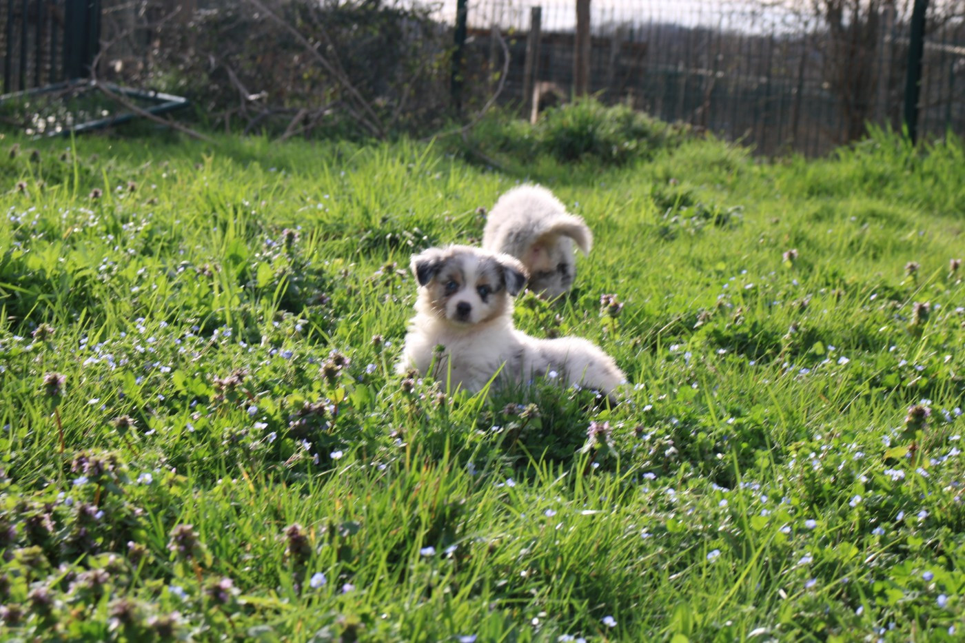 Of Little Blue Stars - Chiots disponibles - Berger Américain Miniature 