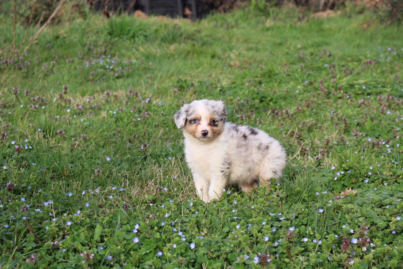 Of Little Blue Stars - Chiots disponibles - Berger Américain Miniature 