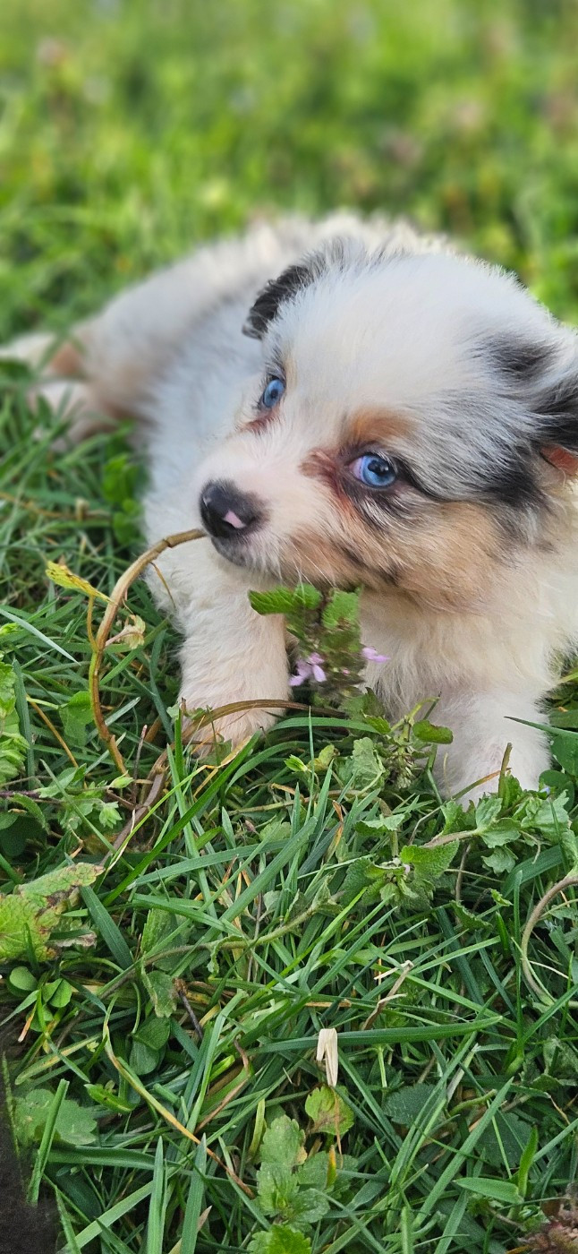 Of Little Blue Stars - Berger Américain Miniature  - Portée née le 26/12/2025